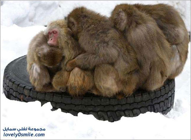 في حديقة الحيوان اليابانية القرود يتكيفوا مع البرد