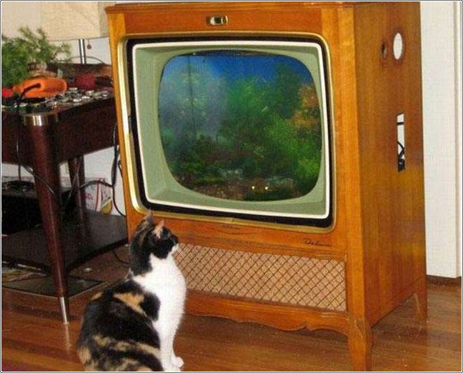 يمكنك جعل التلفزيون القديم حوض سمك
