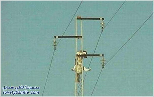 عملية إنقاذ كلب من فوق عمود كهرباء