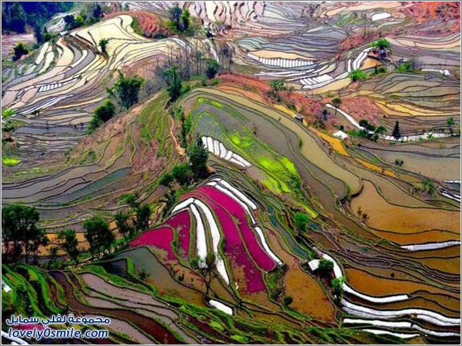 مدرجات الأرز في جبال الصين ومزارع بينجويت والفلبين وبالي