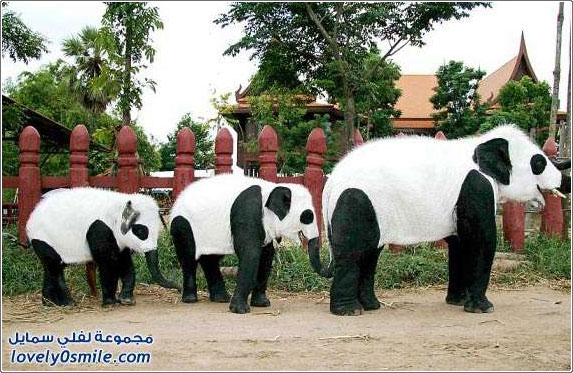الفيل الباندا بالطريقة التايلاندية