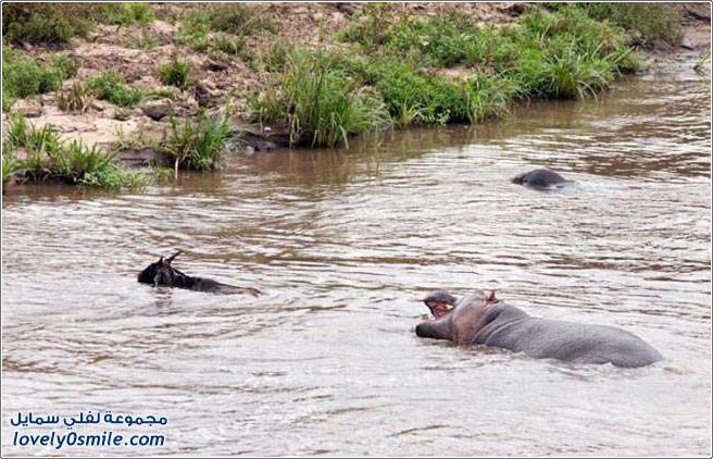 فرس النهر ينقذ ظبي من تمساح