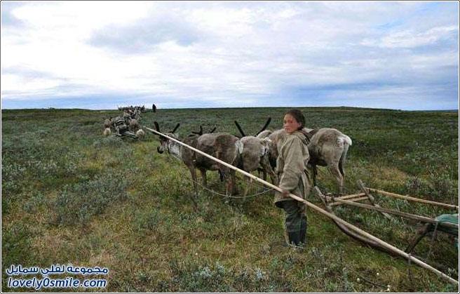 قبيلة النينيتس في روسيا يأكلون اللحم الني ويشربون الدم