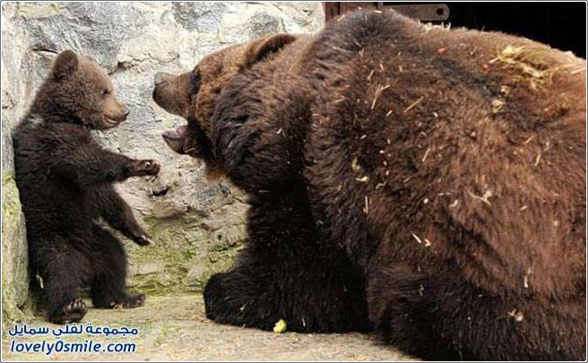 أم الدب زعلانة من ولدها شوفوا وشلون تأدبه