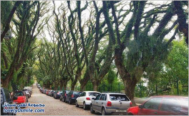 أكثر شارع تكثر فيه الأشجار في البرازيل