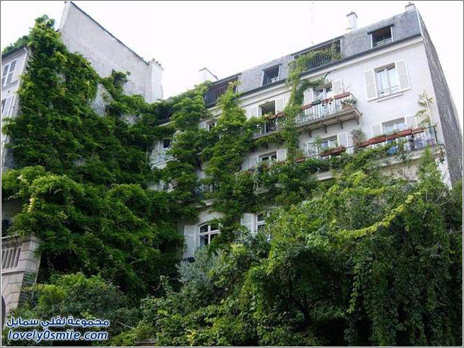تثبيت الأشجار على جدران المباني في أحد مدن فرنسا