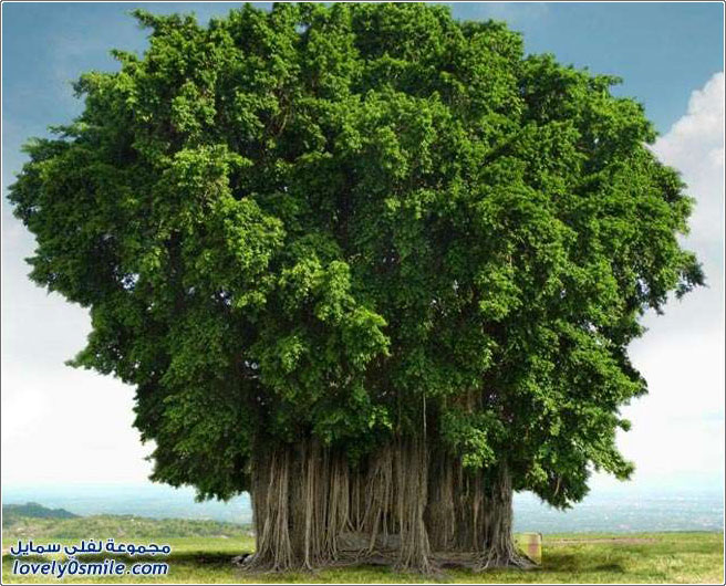 شجرة أثأب العظمى في الهند