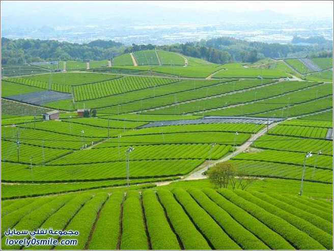 مزارع الشاي حول العالم