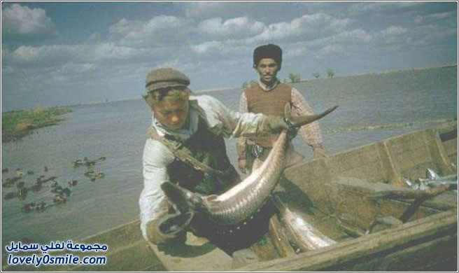 استخراج الكافيار الأسود من أسماك الحفش عام 1960