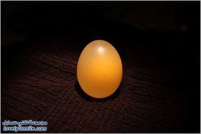 لو وضعت بيضة في خل لمدة أسبوع ماذا سيحدث؟