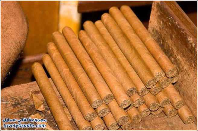 إنتاج السيجار في جمهورية الدومنيكان