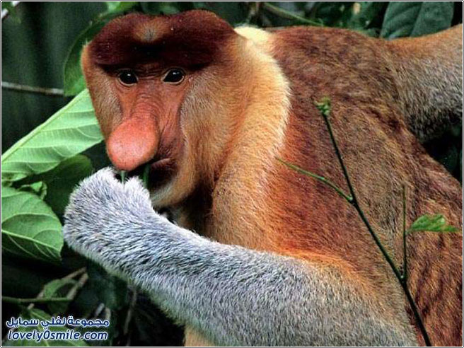 القرد ذو الأنف الطويل - قرد الململة