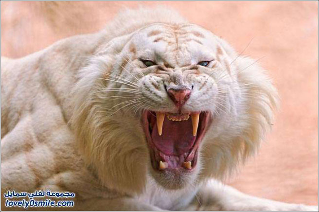 النمور البيضاء