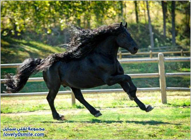 الحصان الأسود الرائع ذو الشعر الطويل