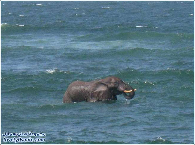 فيل متحمس يسبح في البحر