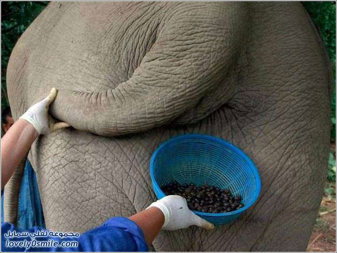أغلى قهوة في العالم تحضر من فضلات الفيلة