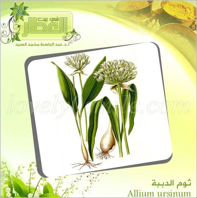 ثوم الدببة - Allium ursinum + 