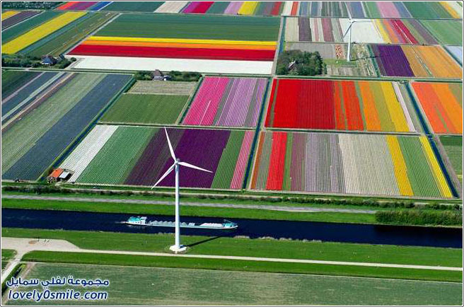 حقول الورد في هولندا
