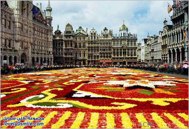 سجاد من الأزهار الجميلة في بلجيكا