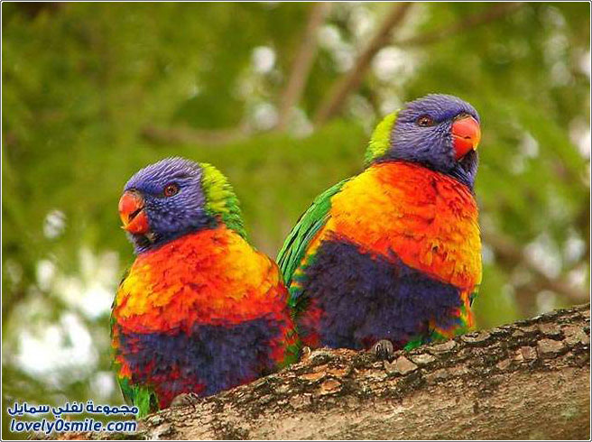 صور من عالم الطيور وجمال ألوانها