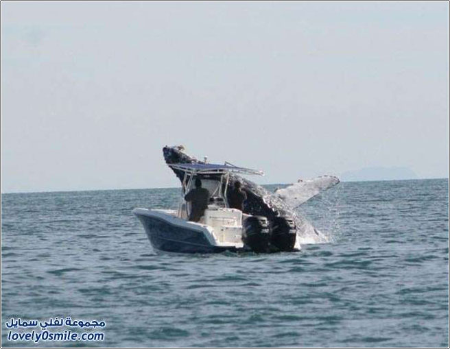 حوت يهاجم قارب في المكسيك