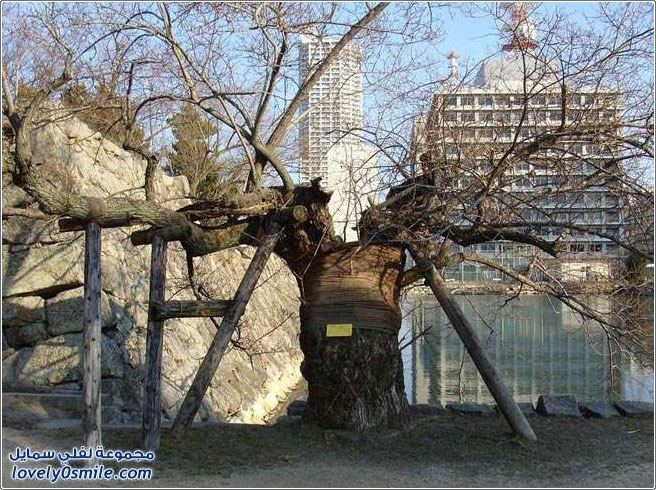 الأشجار التي نجت من القنبلة النووية في هيروشيما