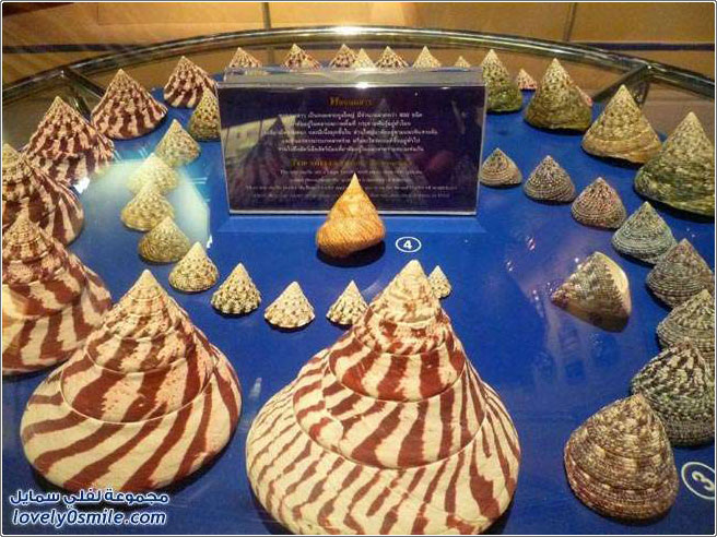 متحف مقذوفات البحر في تايلاند