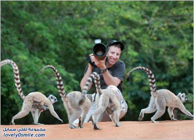 الليمور في مدغشقر