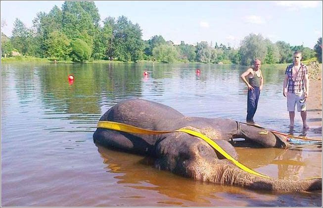 غرق فيل سيرك في استونيا
