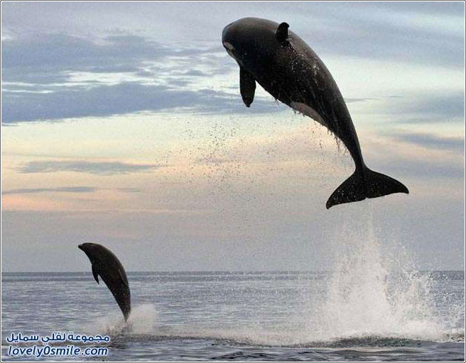 الحوت القاتل يصطاد دولفين