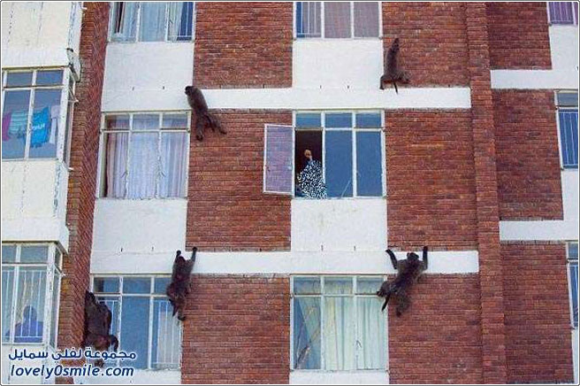 هجوم القرود على مبنى سكني في جنوب أفريقيا