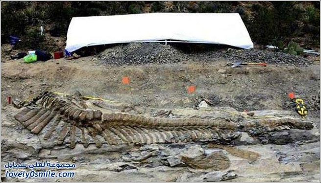 اكتشاف بقايا ديناصور في المكسيك